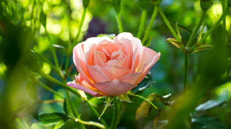 Pink Rose in a York Garden