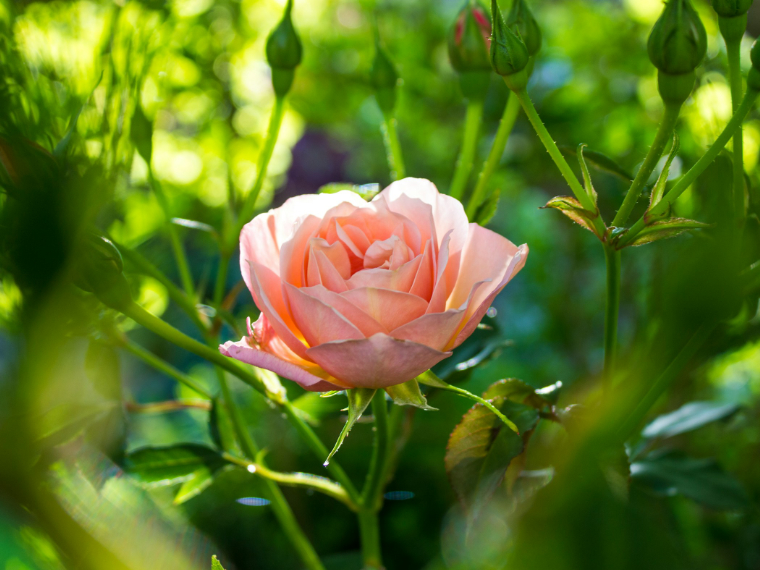 Pink Rose in a York Garden